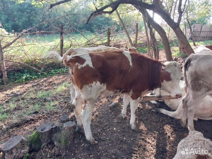 Тёлка 18 месяцев, 4 штуки