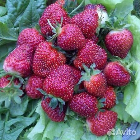 Саженцы клубники Черный принц