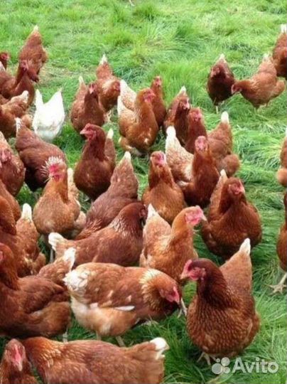 Куры молодки несушки