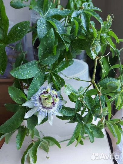 Пассифлора Кавалерская Звезда