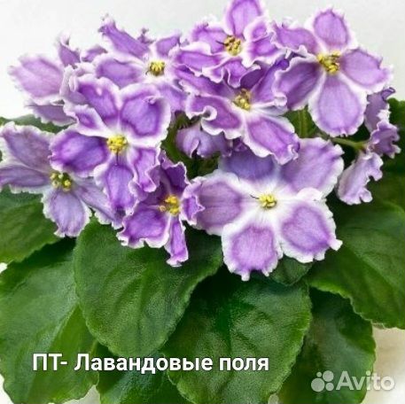 Фиалка