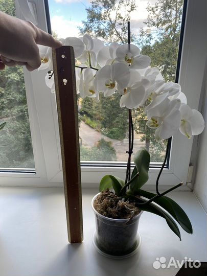 Орхидея фаленопсис биг лип белая