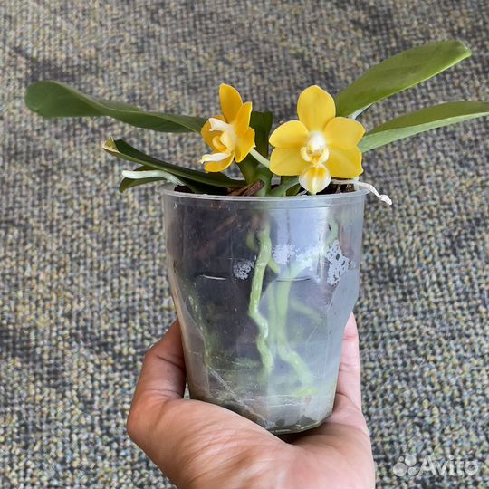 Орхидея Phal.Yaphon perfume yellow