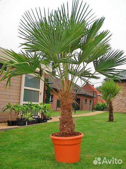 Пальма Трахикарпус Форчуна, морозостойкая, семена
