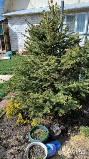 Ель зелёная
