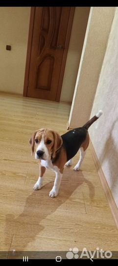 Продам бигль