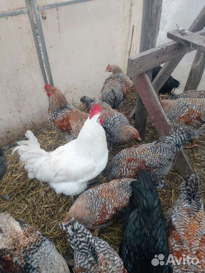 Породные петушки