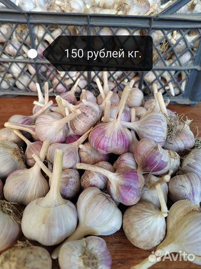 Продаю чеснок 