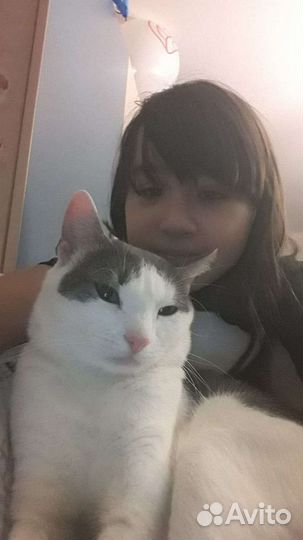 Вязка котов