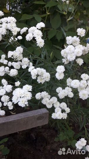 Цветы садовые многолетники разные, Солнечный-2