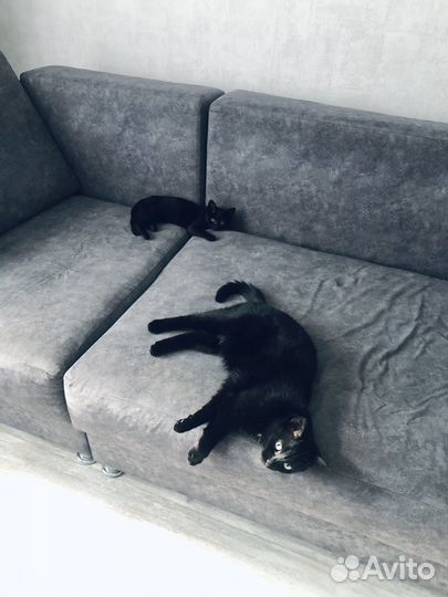 Котенок черный в дар