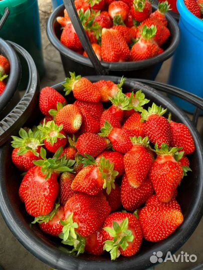 Ремонтантная клубника 