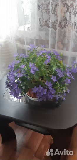 Комнатные цветы