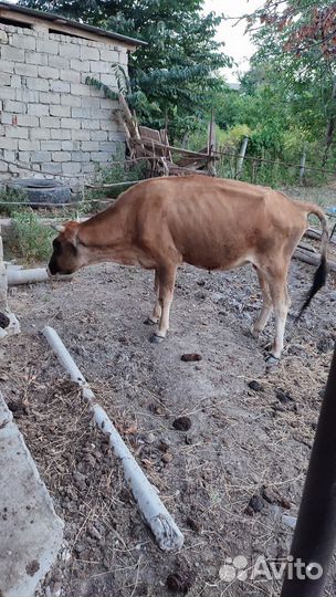 Корова дойная с теленком