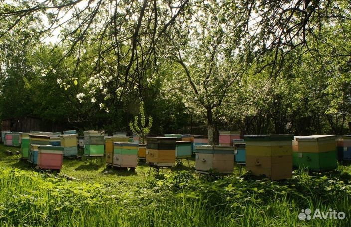 2023 года Мед Алтайский опт