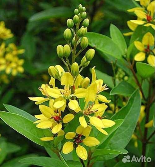 Экзотические комнатные растения