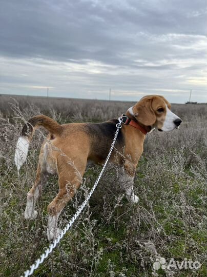 Вязка кобель бигль