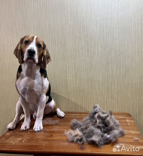 Грумер. Стрижка собак кошек