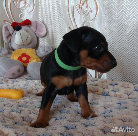 Щенки цвергпинчера