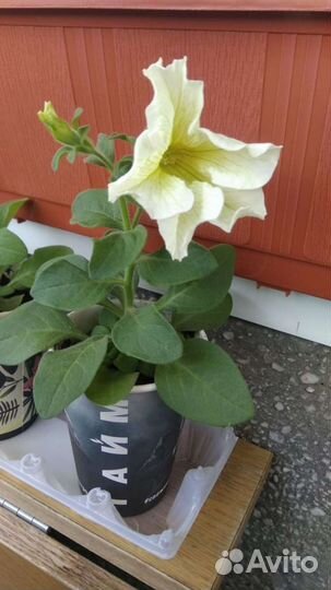 Комплиментуния семена