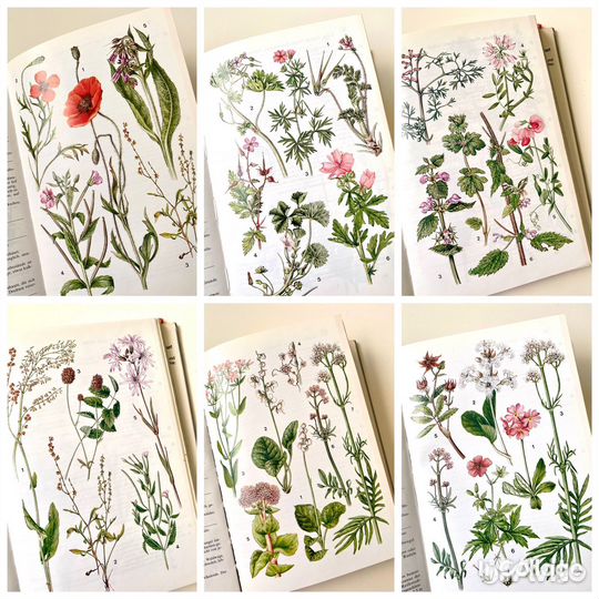 Ботаническая книга с иллюстрациями растения цветы