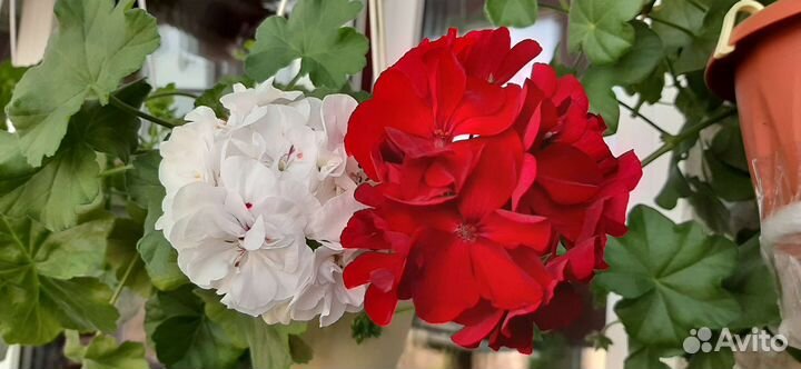 Пеларгония плющелистная красная