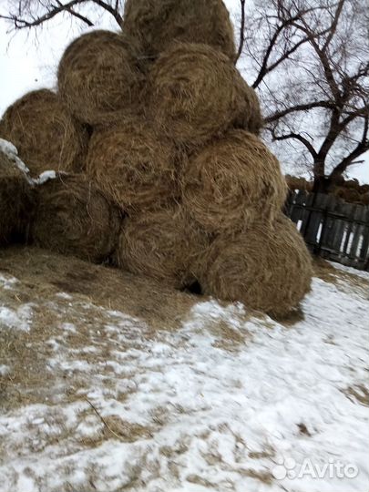 Продам сено в рулонах