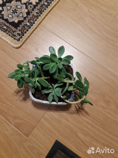 Суккулент Эхеверия
