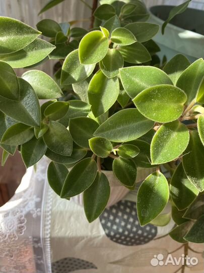 Комнатные растения цветы большие