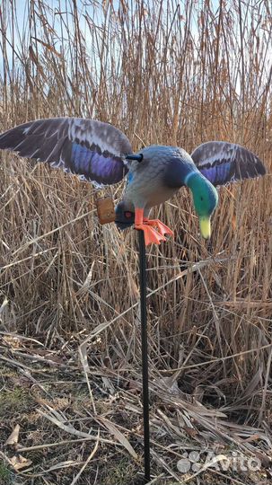 Утка махокрыл для охоты