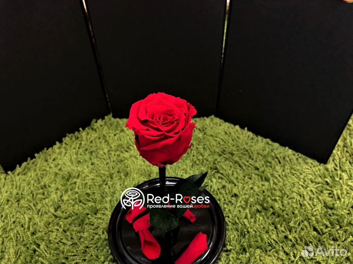 Живая роза в колбе Premium