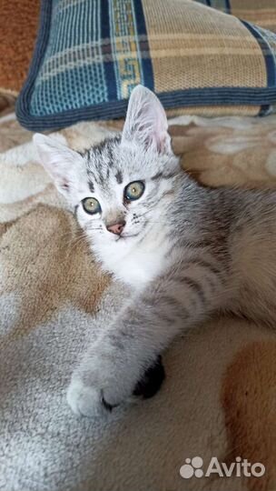 Котята кошка кот