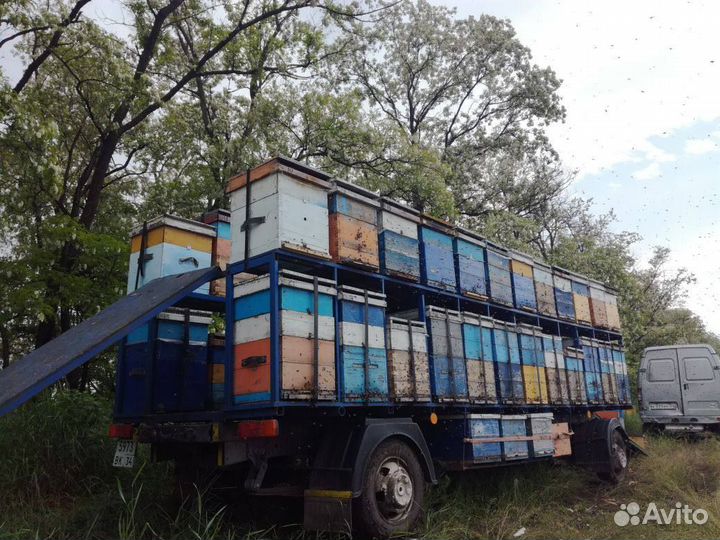 Донниковый мёд от пчеловода 2023 год