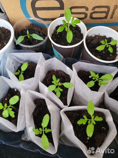 Рассада помидор, перцев, огурцов