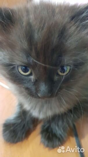 Отдам в добрые руки