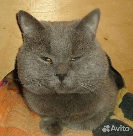 Вязка с британским котом