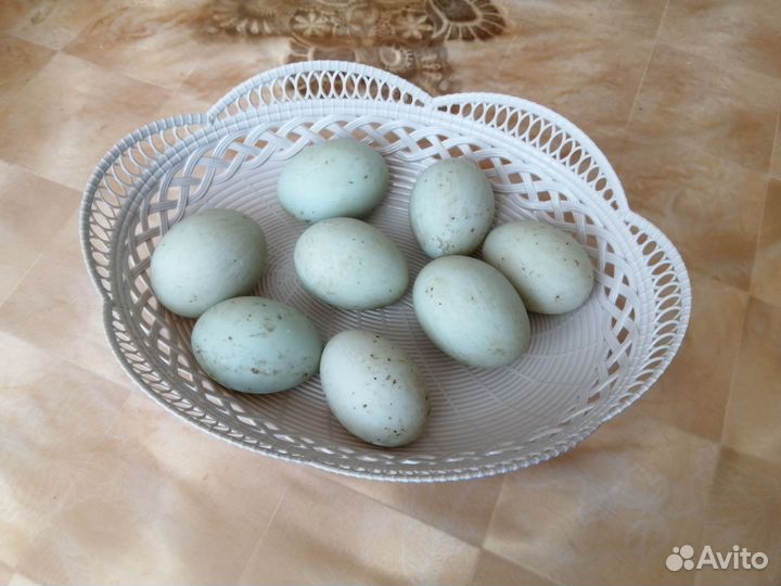 Яйца индийского бегунка, инкубационные