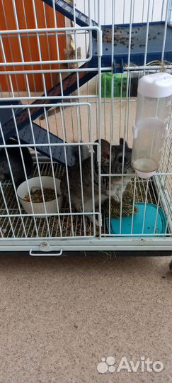 Две шиншилы