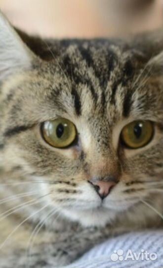 Котята спасены от мороза разные