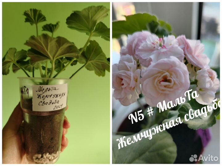 Герань пеларгония (новинки коллекции)