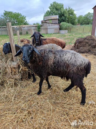 Овцы котные