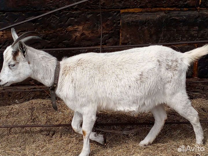 Козы дойные