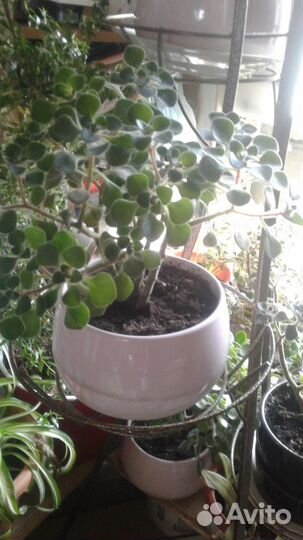 Суккуленты