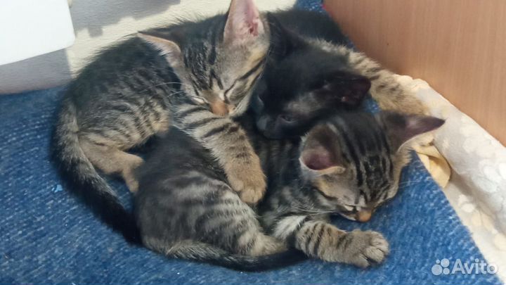 Котята в добрые руки даром бесплатно