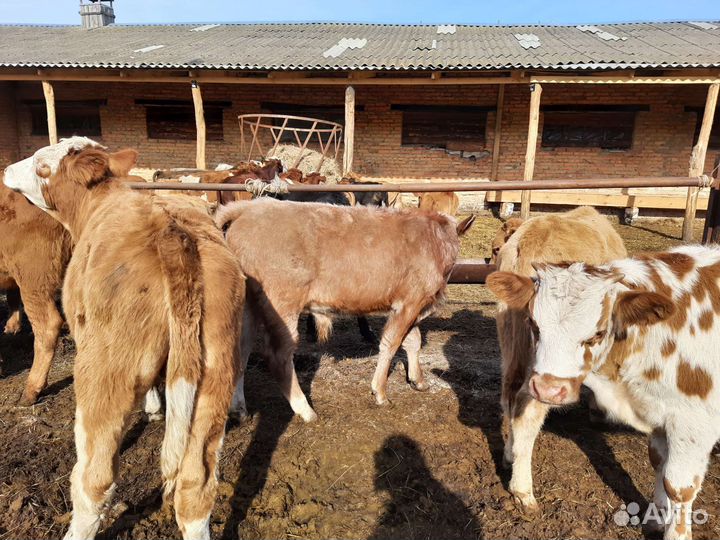 Сементалы 4 месяцев