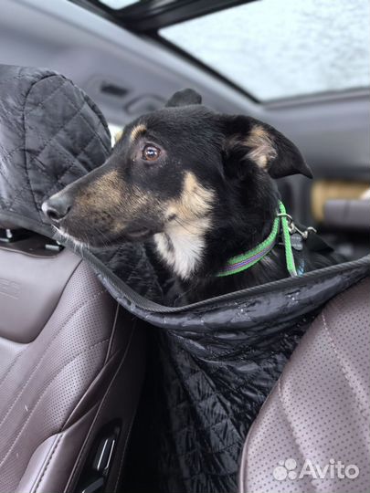 Чарли ищет дом