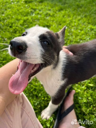 Щенки метисы хаски