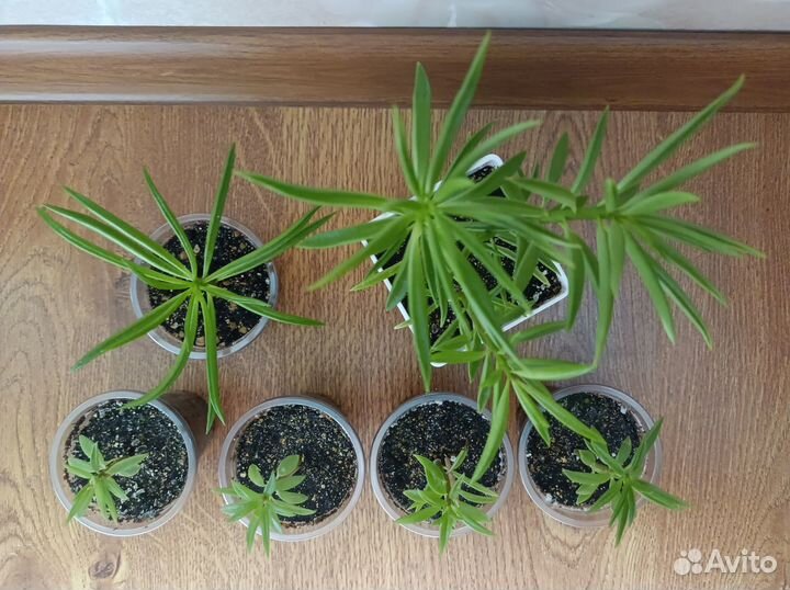 Пеперомия Феррейра