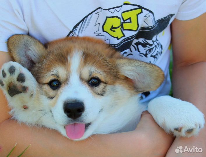 Вельш-корги пемброк