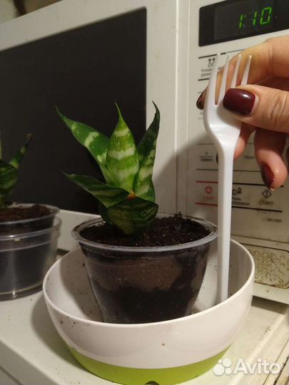 Драгоценная орхидея, Сансевиерия (сансевьера) Хана